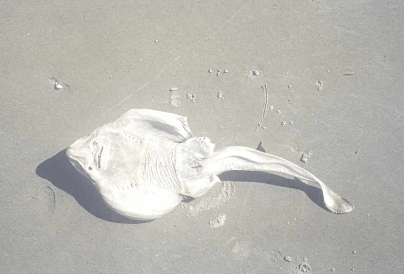 Zanettini lança single “Peixes Abissais”. Ouça!